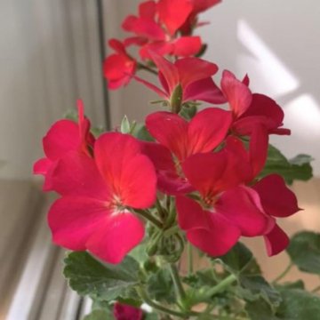 Герань пеларгония