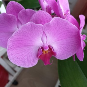 Сортовая орхидея