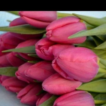 Луковица тюльпанов оптом и в розницу