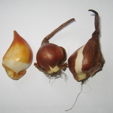 Луковица тюльпанов оптом и в розницу