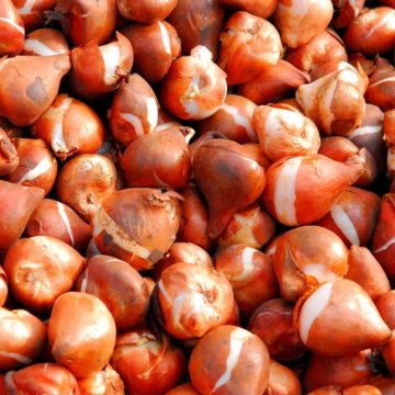 Луковица тюльпанов оптом и в розницу