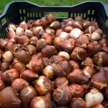 Луковица тюльпанов оптом и в розницу