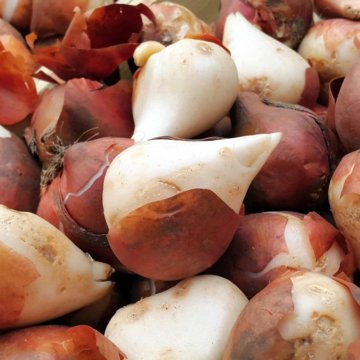 Луковица тюльпанов оптом и в розницу