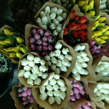 Луковица тюльпанов оптом и в розницу