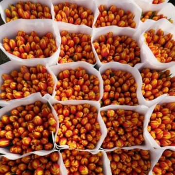 Луковица тюльпанов оптом и в розницу