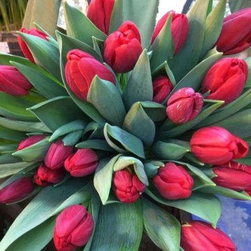 Луковица тюльпанов оптом и в розницу