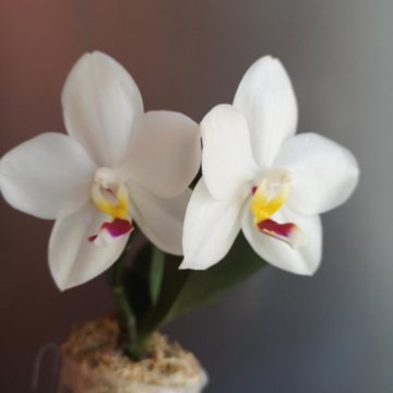 Орхидея фаленопсис Mituo Snow White