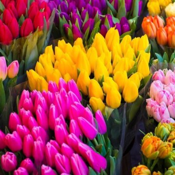 Луковица тюльпанов оптом и в розницу