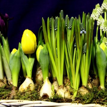 Луковица тюльпанов оптом и в розницу