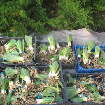 Луковица тюльпанов оптом и в розницу