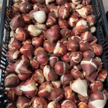 Луковица тюльпанов оптом и в розницу