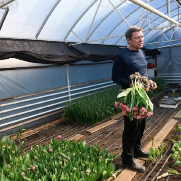 Луковица тюльпанов оптом и в розницу