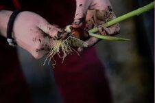 Луковица тюльпанов оптом и в розницу