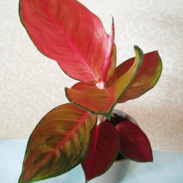 Аглаонема Персиковая Королева с деткой