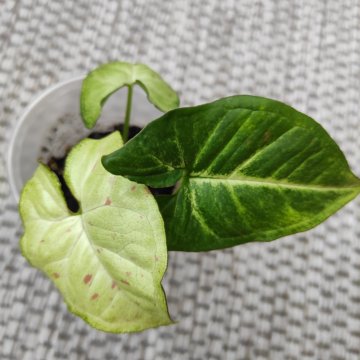 Сингониум Конфетти триколор