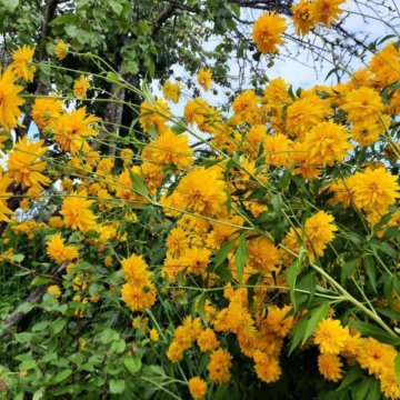 Рудбекия золотой шар