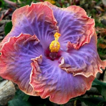 Гибискус сортовой