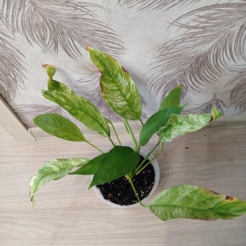 Спатифиллум City of Angeles