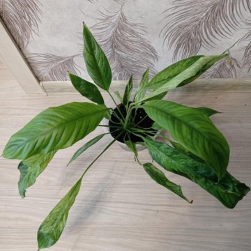 Спатифиллум Angel Baby