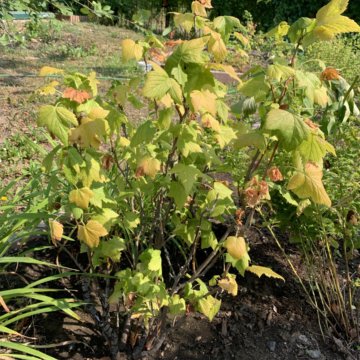 Куст чёрная смородина