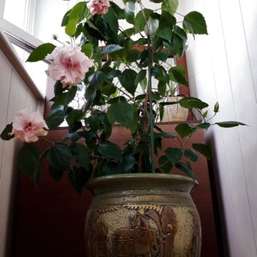 Шикарный куст гибискуса в горшке