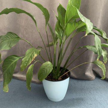 Спатифиллум