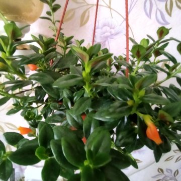 Нематантус или золотая рыбка