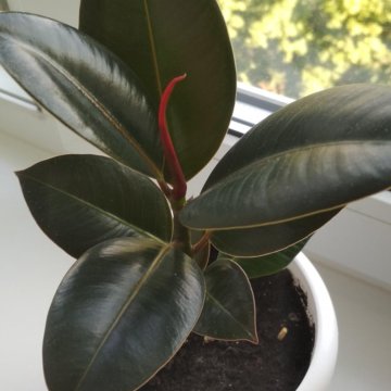 Фикус каучконосный