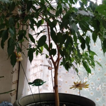 Фикус бенджамина большой