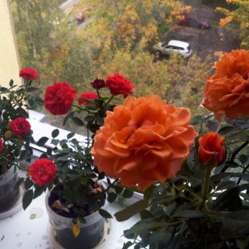 Роза комнатная апельсиновая