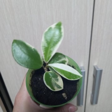 Хойи Кримсон Квин, публикалис