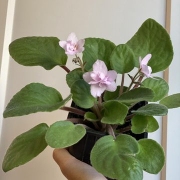 Цветущая детка махровой розовой фиалки. Фиалка