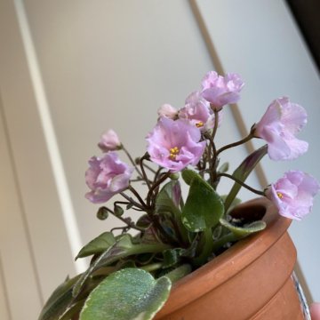 Сортовая фиалка «Ле-грация»