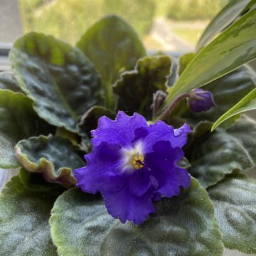 Фиалка синяя