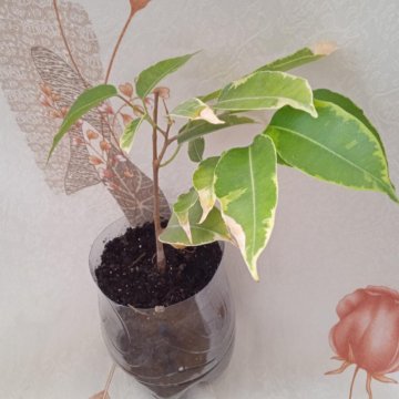 фикус пестролистные, черенки