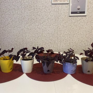 Оксалис кислица