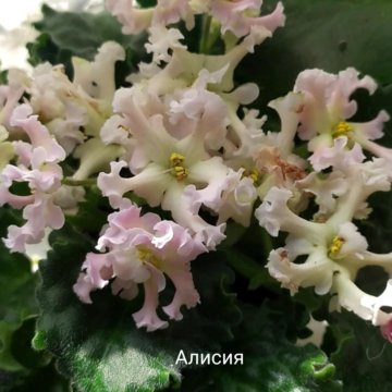 Комнатное растение