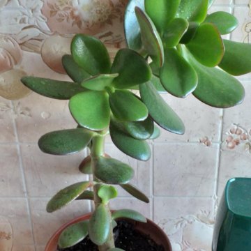 ????Денежное Дерево????????????