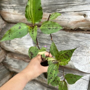 Традесканция Tinantina Pringlei Variegated