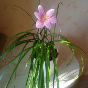 Комнатное растение