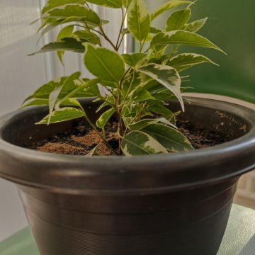 Фикус пестролистный