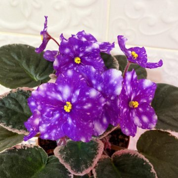 Rivermist Galaxy фиалка