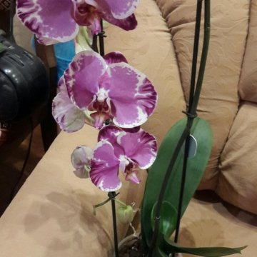 цветущий фаленопсис сакрифайс