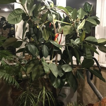 Фикус крупномер