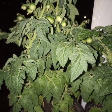 Черри балконный