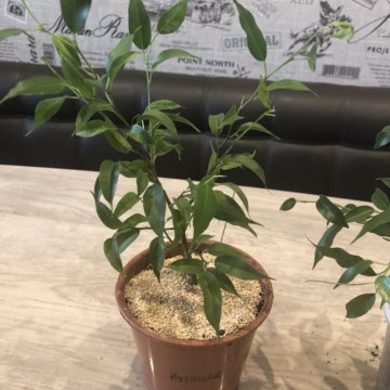 Фукус Бенжамин (Наташа и кинки)