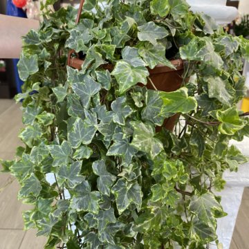 Хедера минт колибри