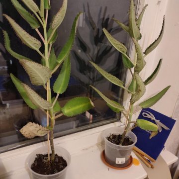 Каланхоэ лечебное