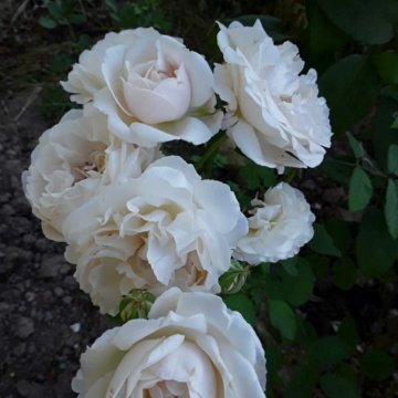 Саженцы анг.розы Винчестер Кафедрал