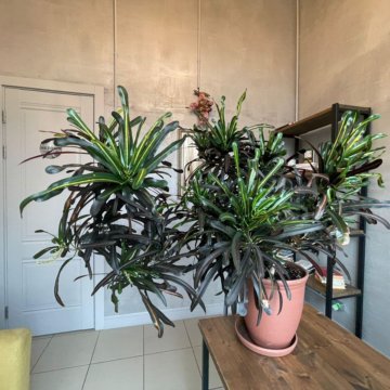 Цветущий Кротон